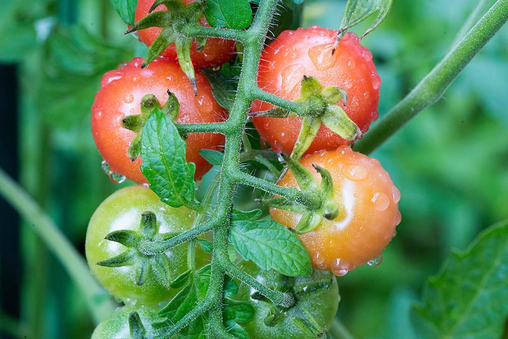 家庭菜園で有機栽培_トマト