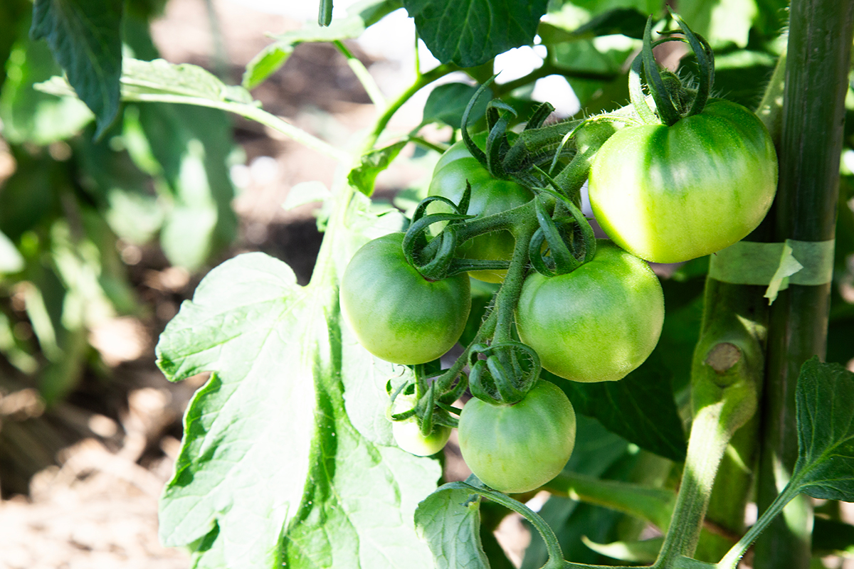 BLOF理論で多収穫を実現したトマト