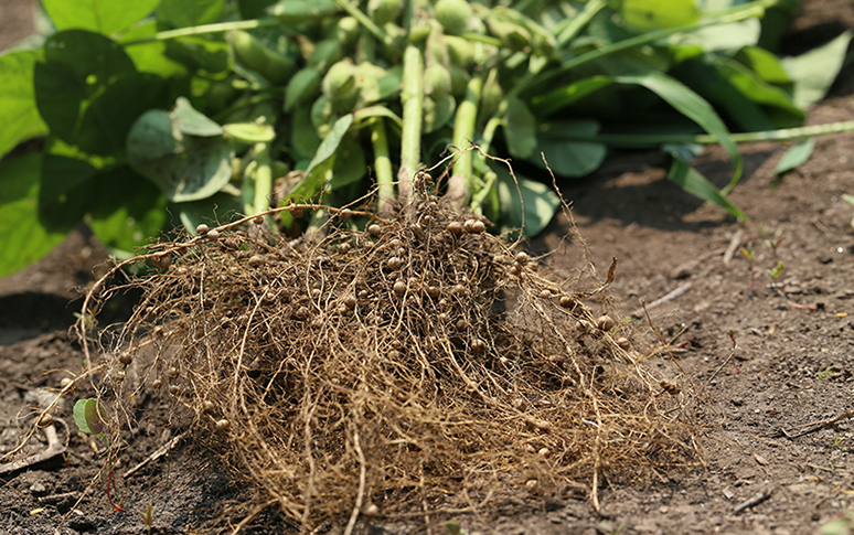 根のまわりには十分な酸素が必要／有機栽培を成功させるポイント
