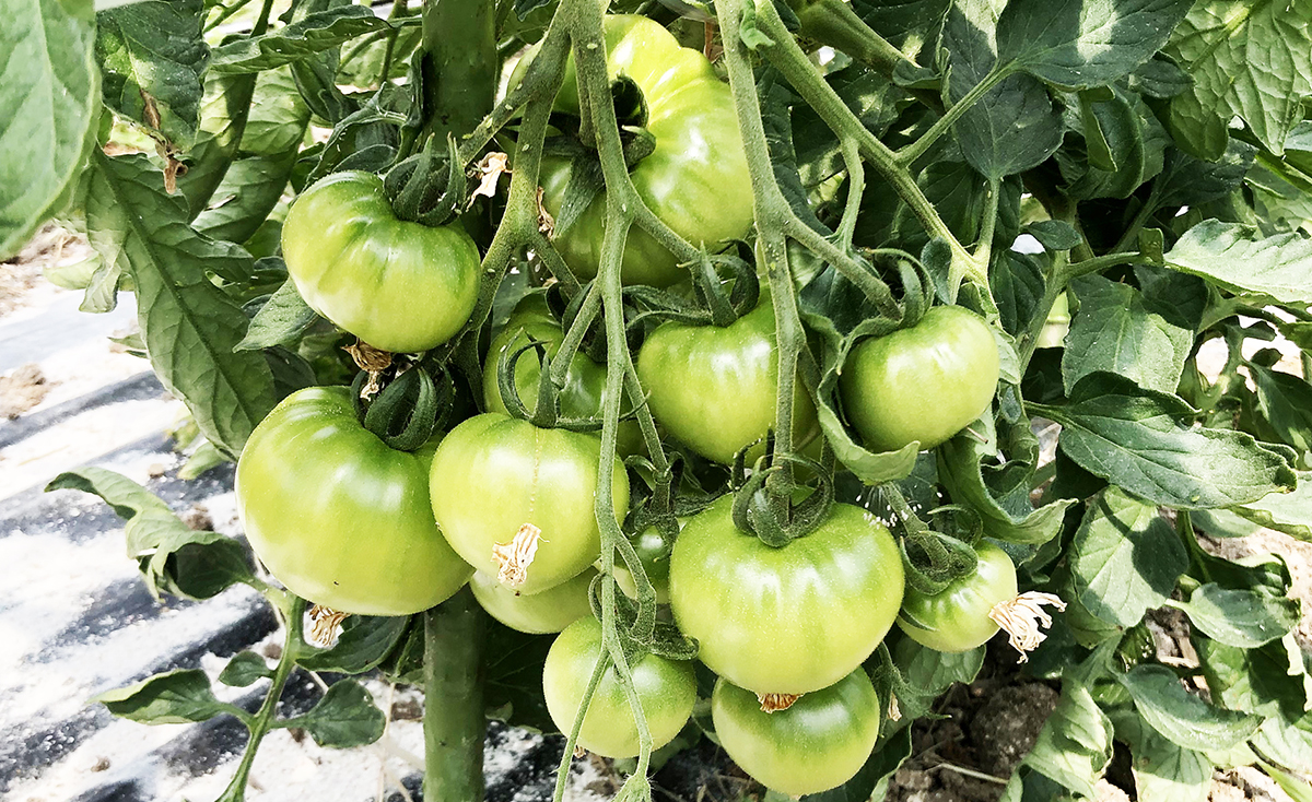 大玉トマトがひと房に10個以上_BLOF理論で有機菜園