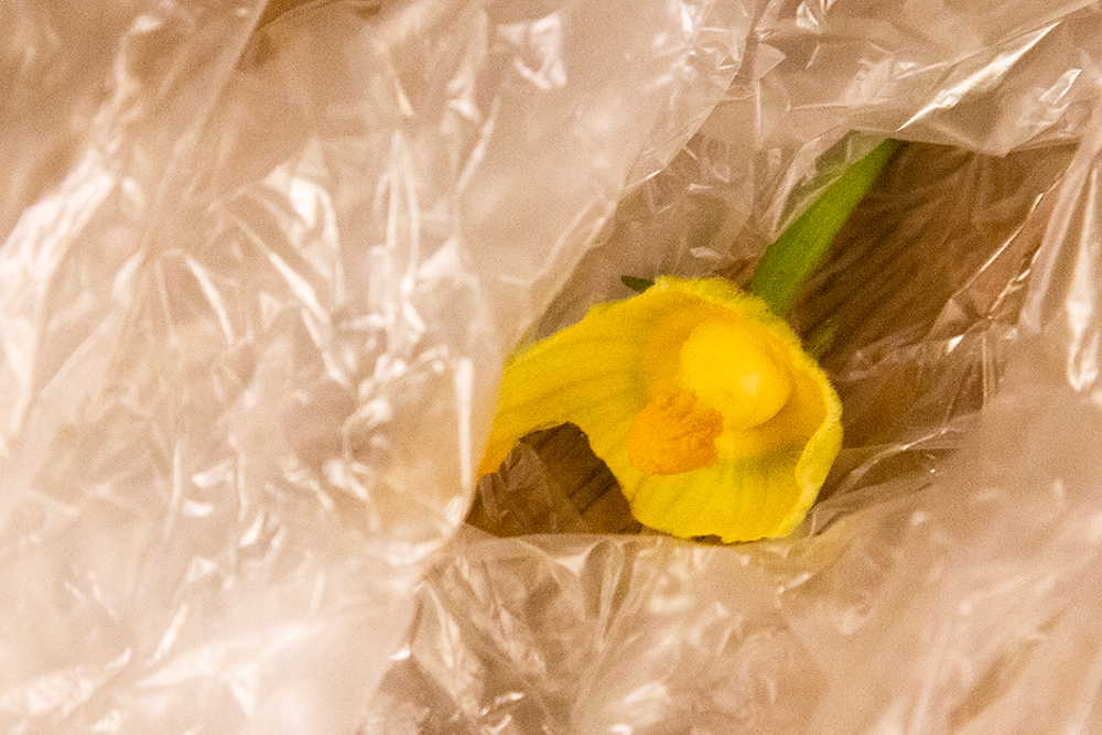 ズッキーニの雄花を冷蔵庫で保存
