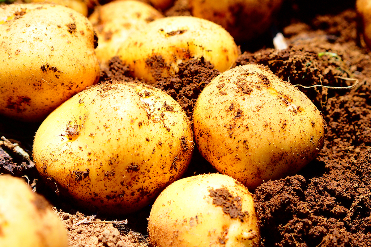 【初心者向け】ジャガイモの育て方／生育の特徴と必要な肥料